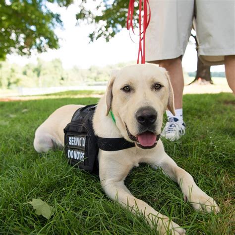 How to get my dog certified as a service dog. Things To Know About How to get my dog certified as a service dog. 